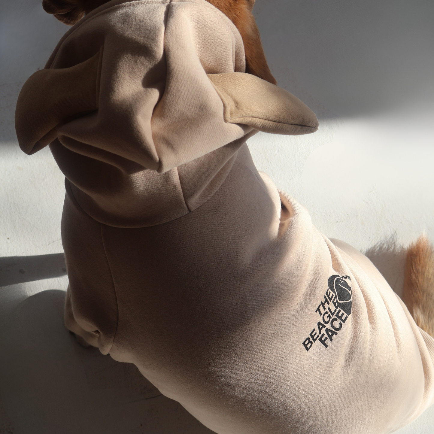 Beagle wearing size large Beagle Face Lounger Hoodie in beige