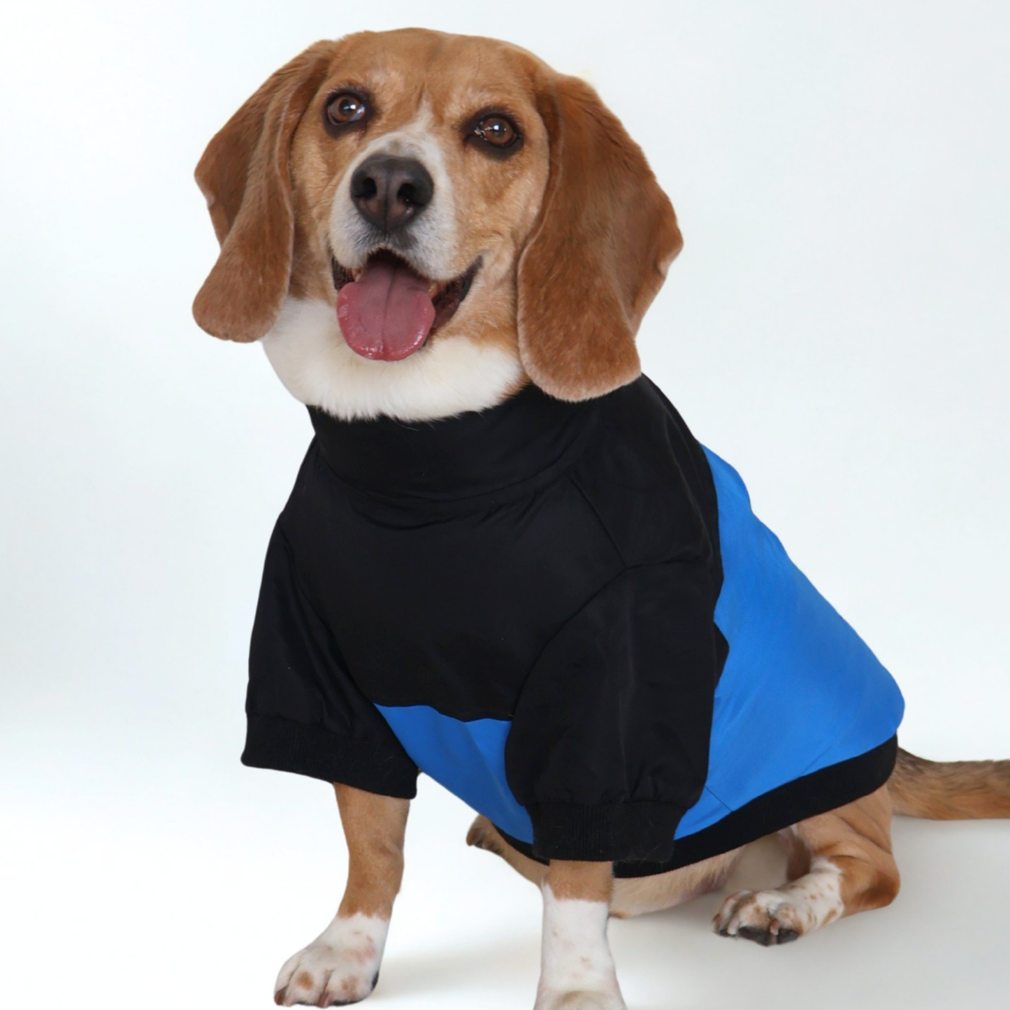 Dog wearing a black and blue jacket on a white background