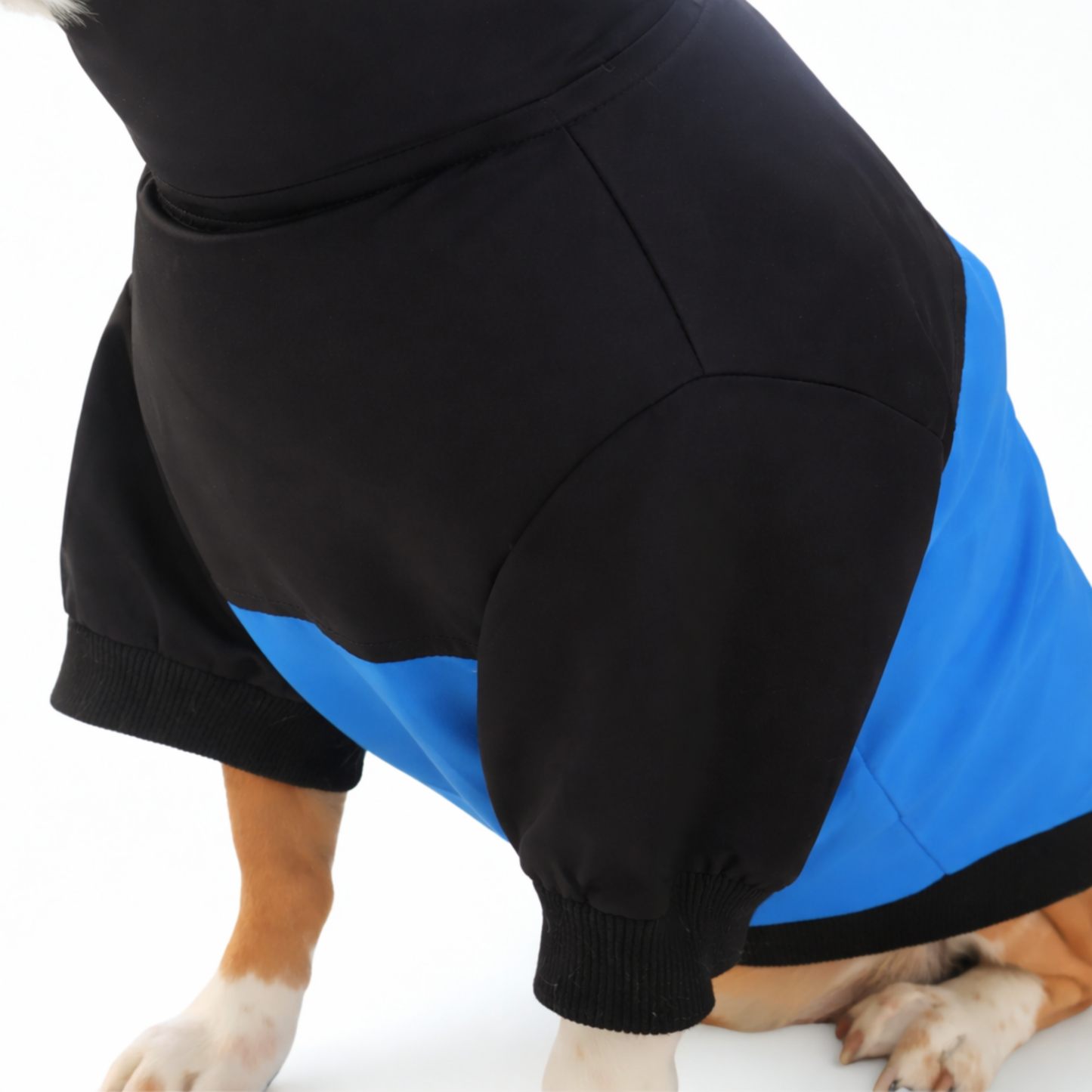 Dog wearing a black and blue outfit on a white background