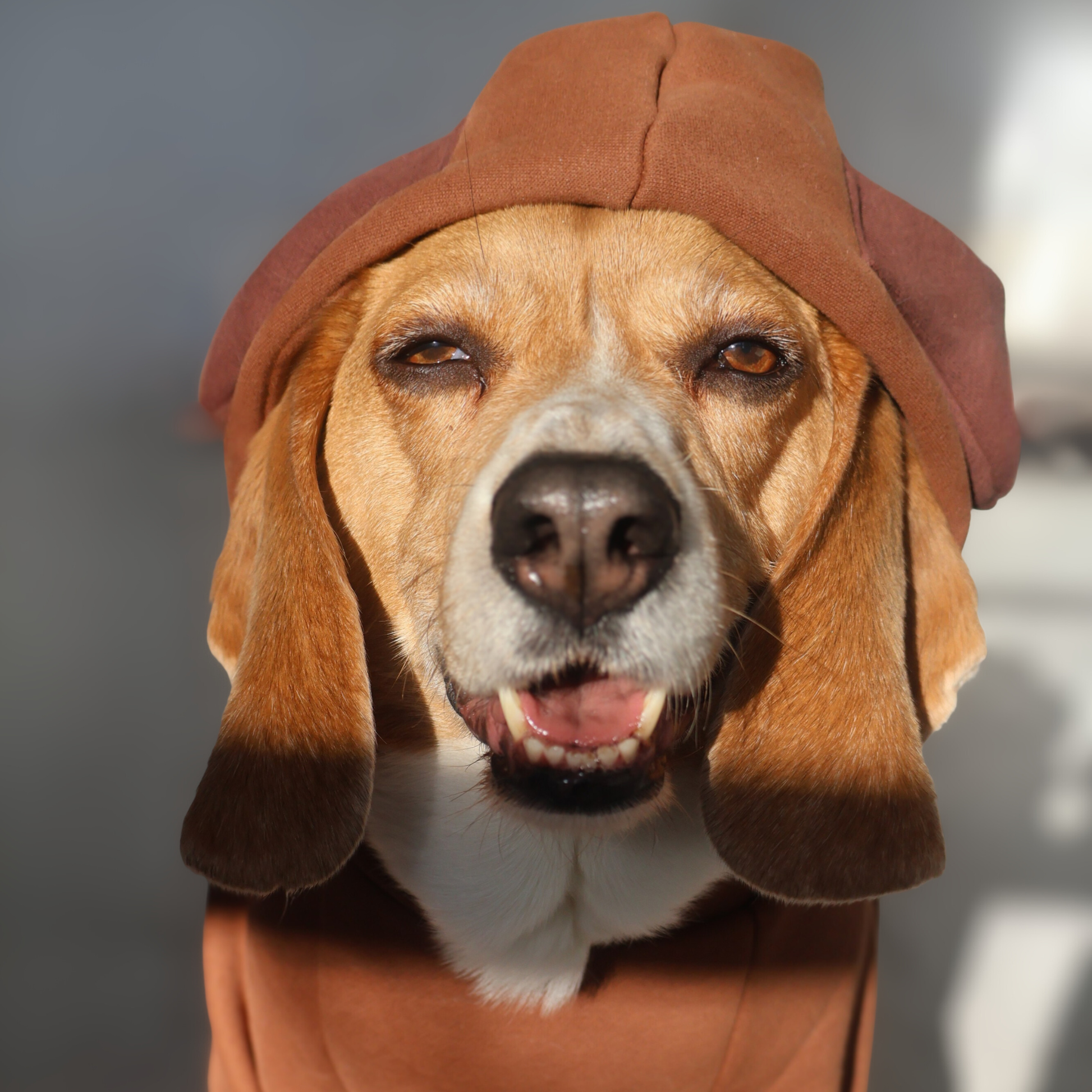 Beagle wearing size large Beagle Face Lounger Hoodie in brown