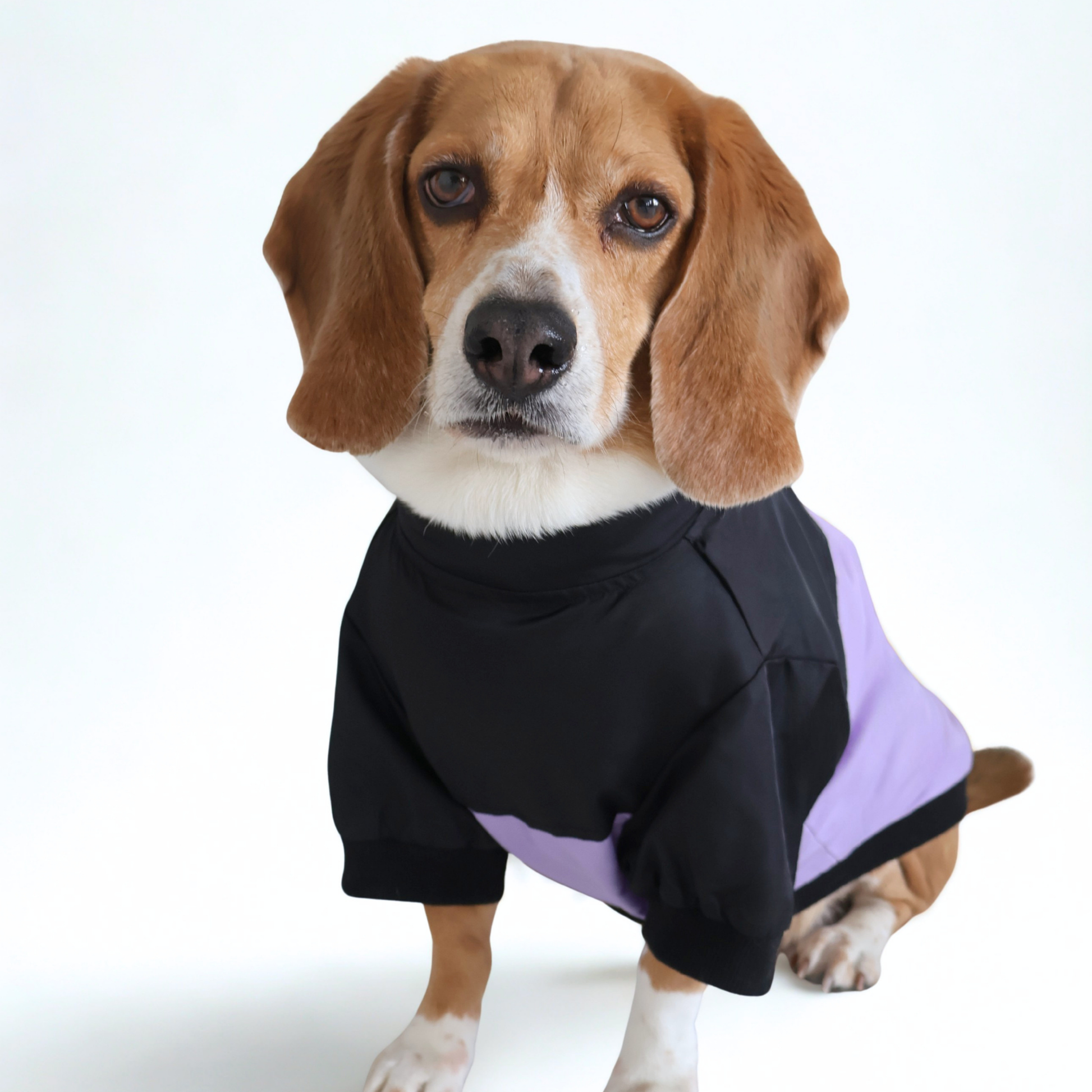 Dog wearing a black and purple coat on a white background