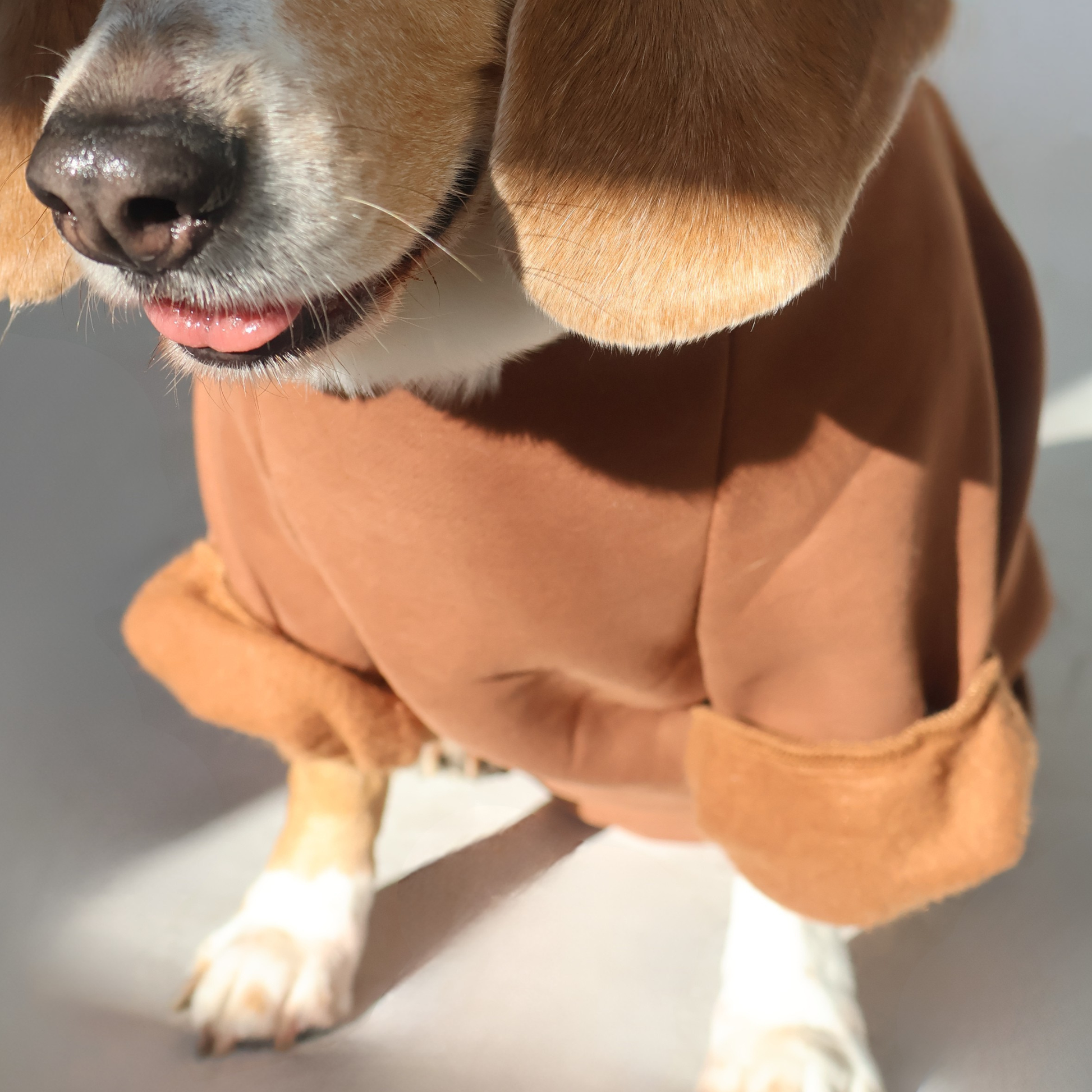 Beagle wearing size large Beagle Face Lounger Hoodie in brown with focus on foldabble arm cuff