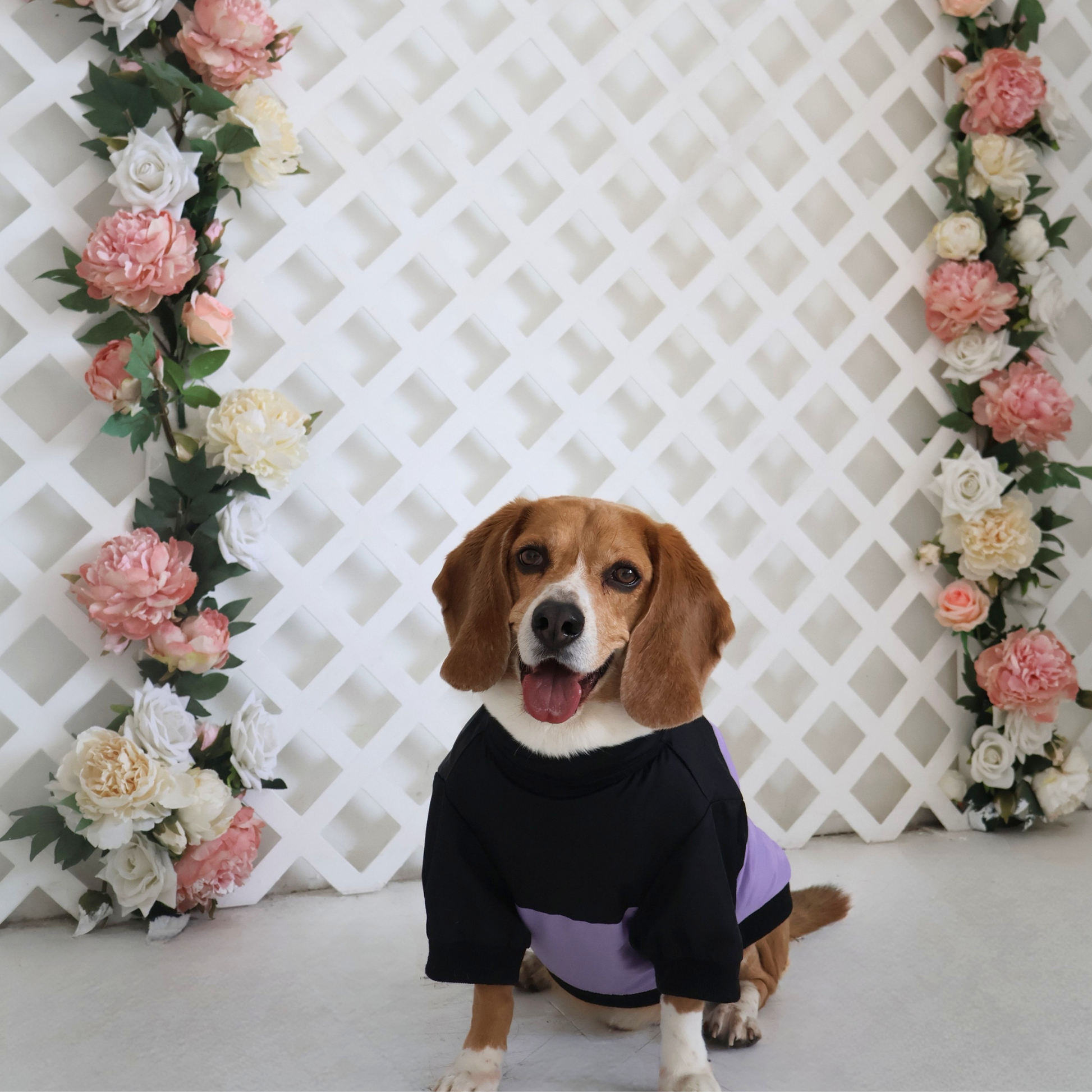 Dog wearing a black and purple outfit in front of a decorative floral arch and white lattice wall.
