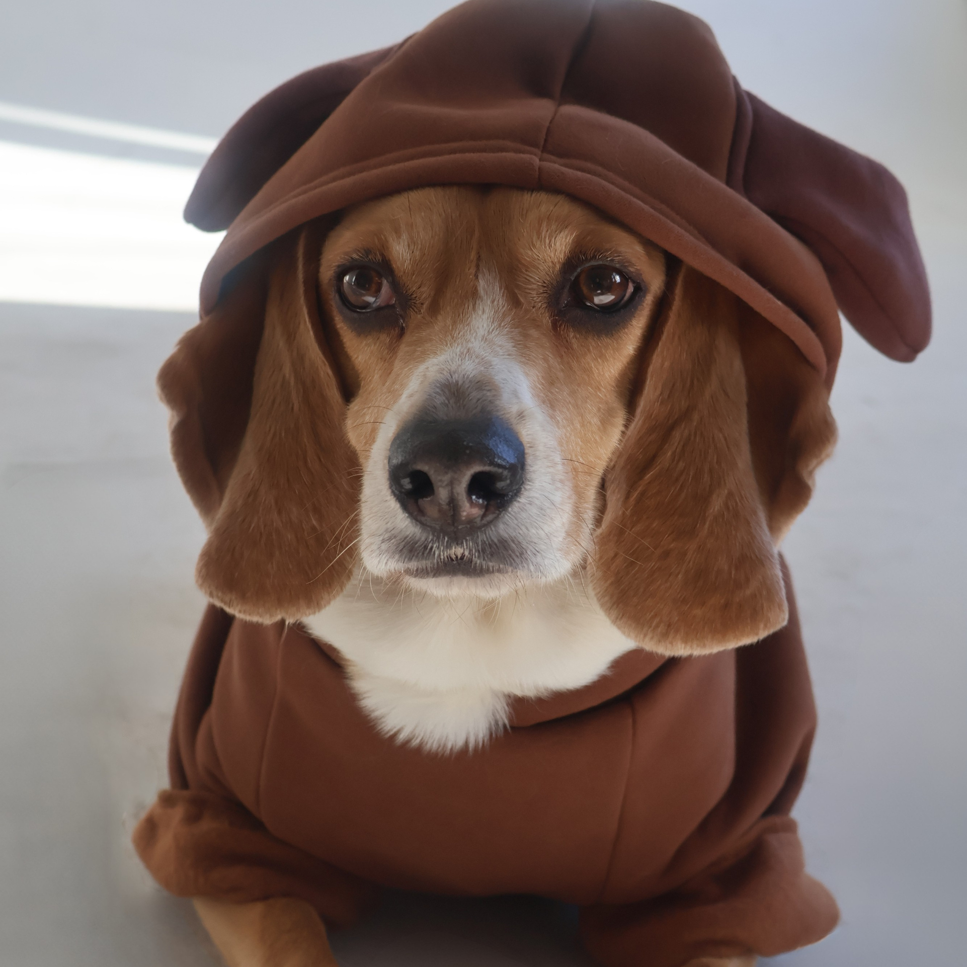 Beagle wearing size large Beagle Face Lounger Hoodie in brown