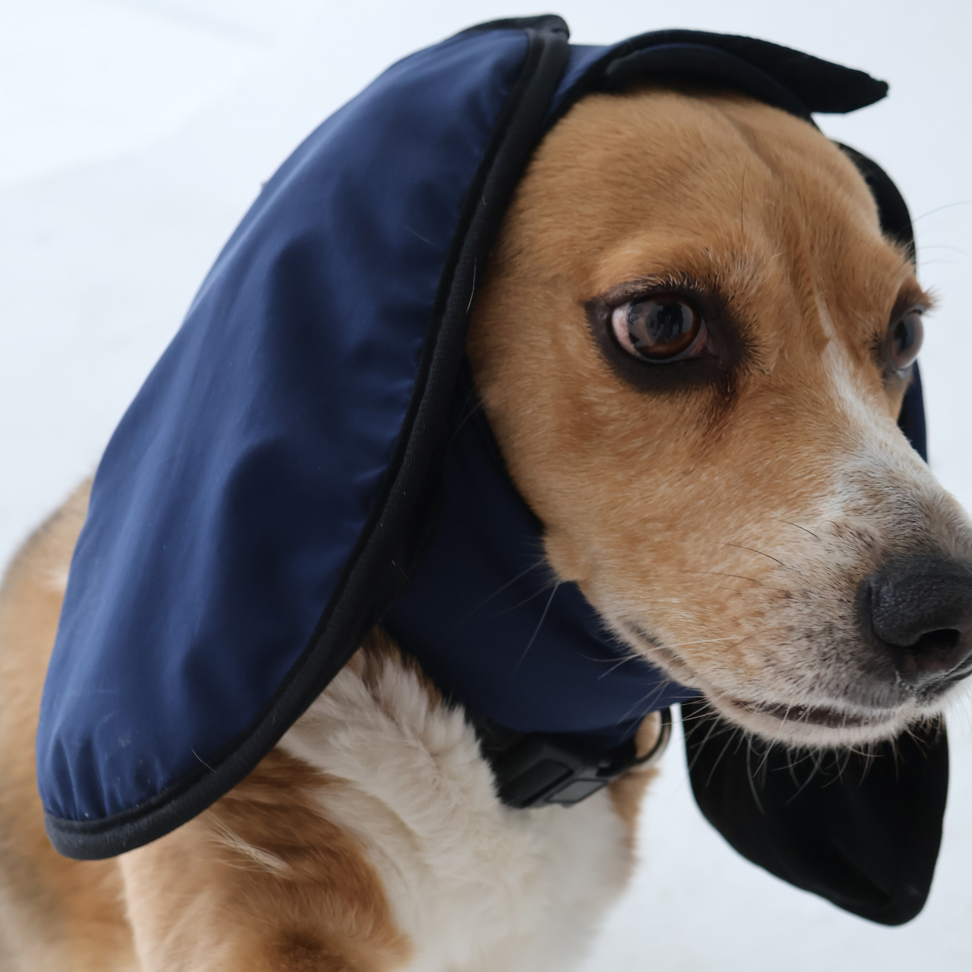 dog goggles and earmuffs Navy Blue Beagle Ear Muffs