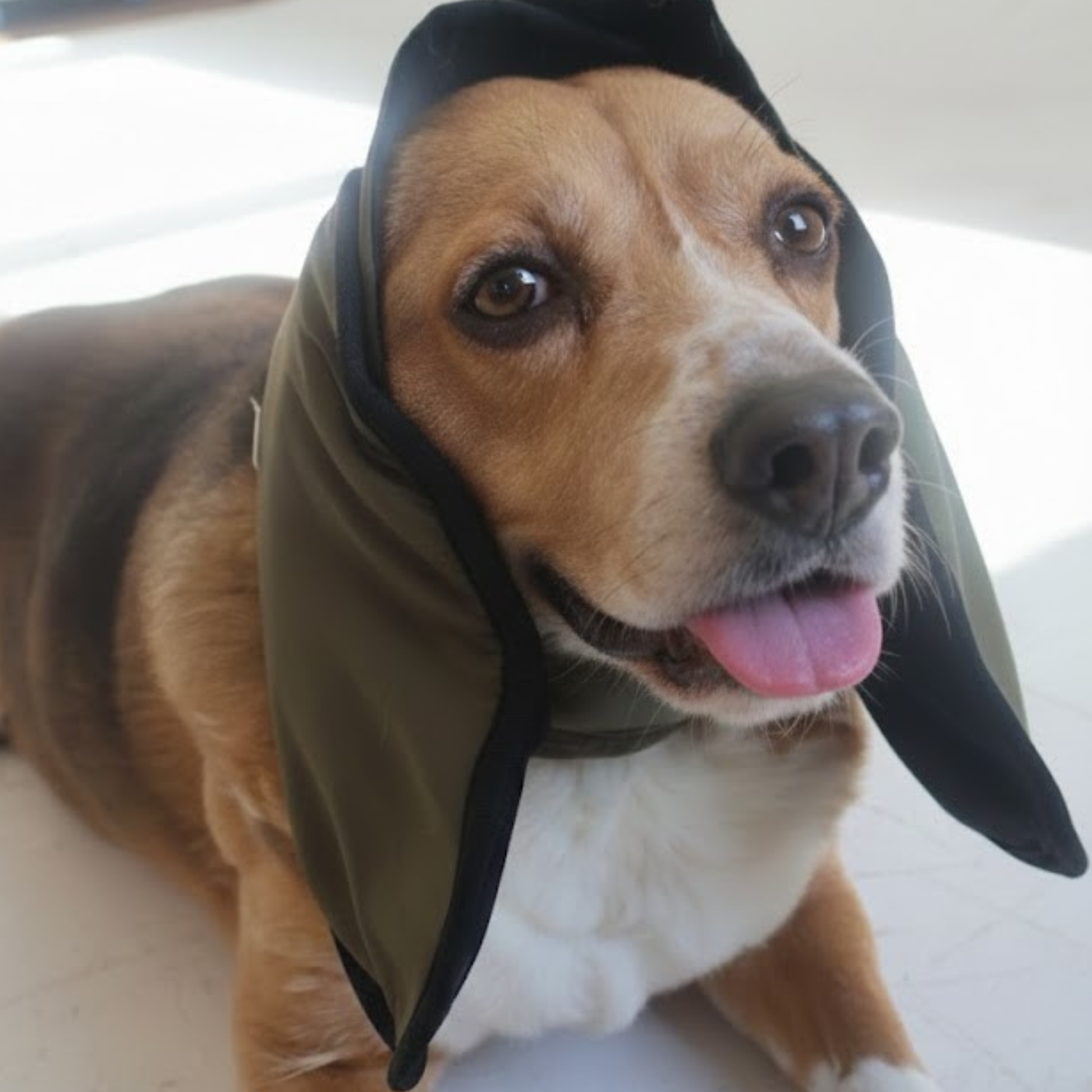 Dog wearing forest green ear muffs on a plain background