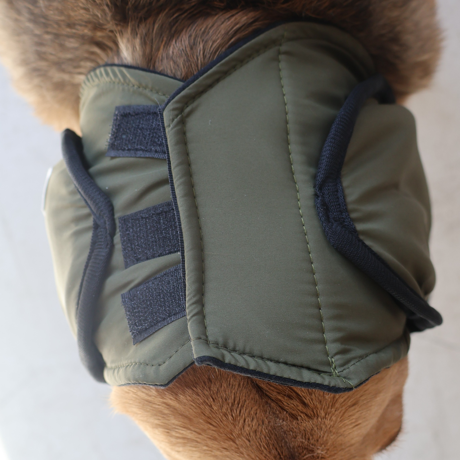 Top view of dog wearing forest green ear muffs on a plain background
