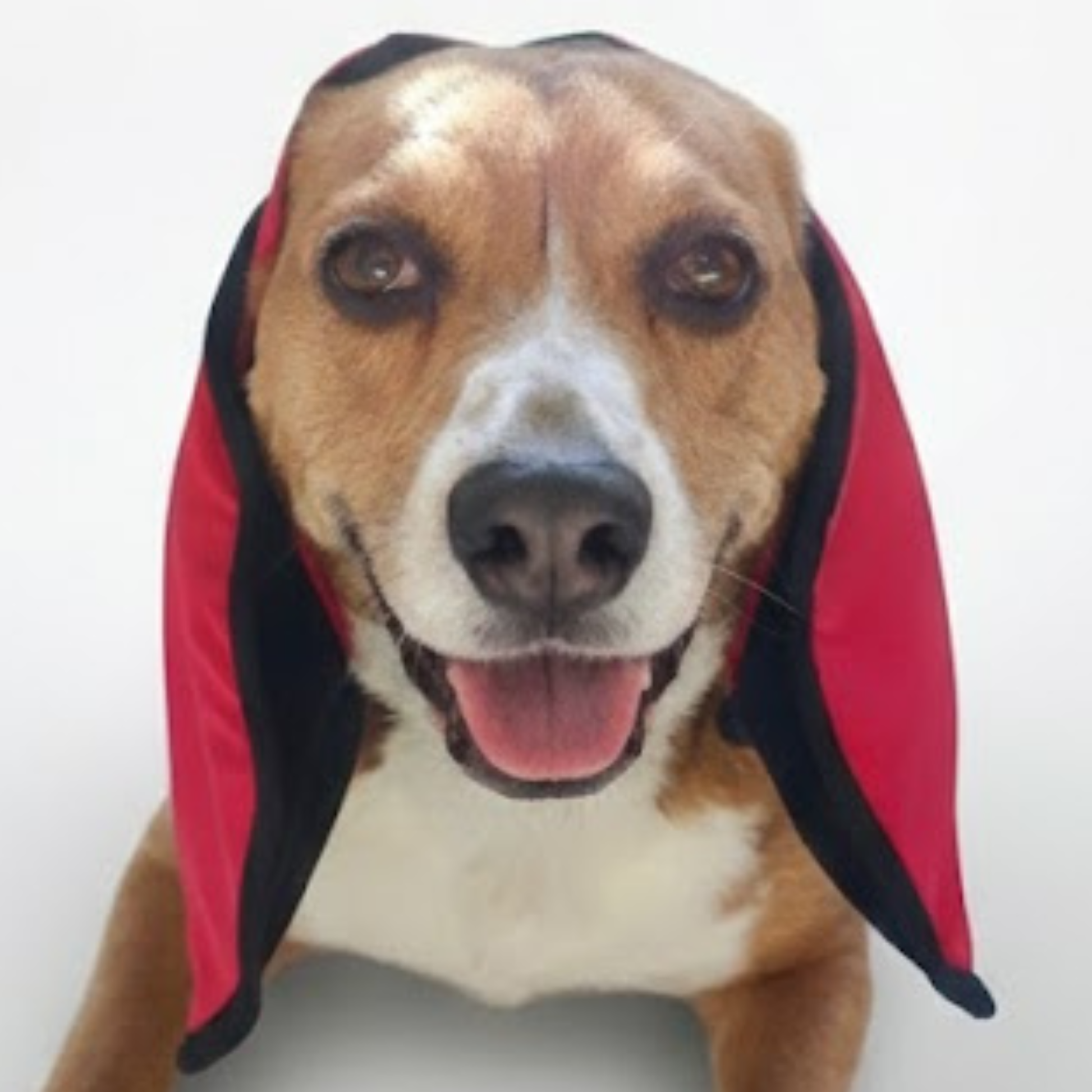 Dog wearing pink Rosy Trail ear muffs on a plain background