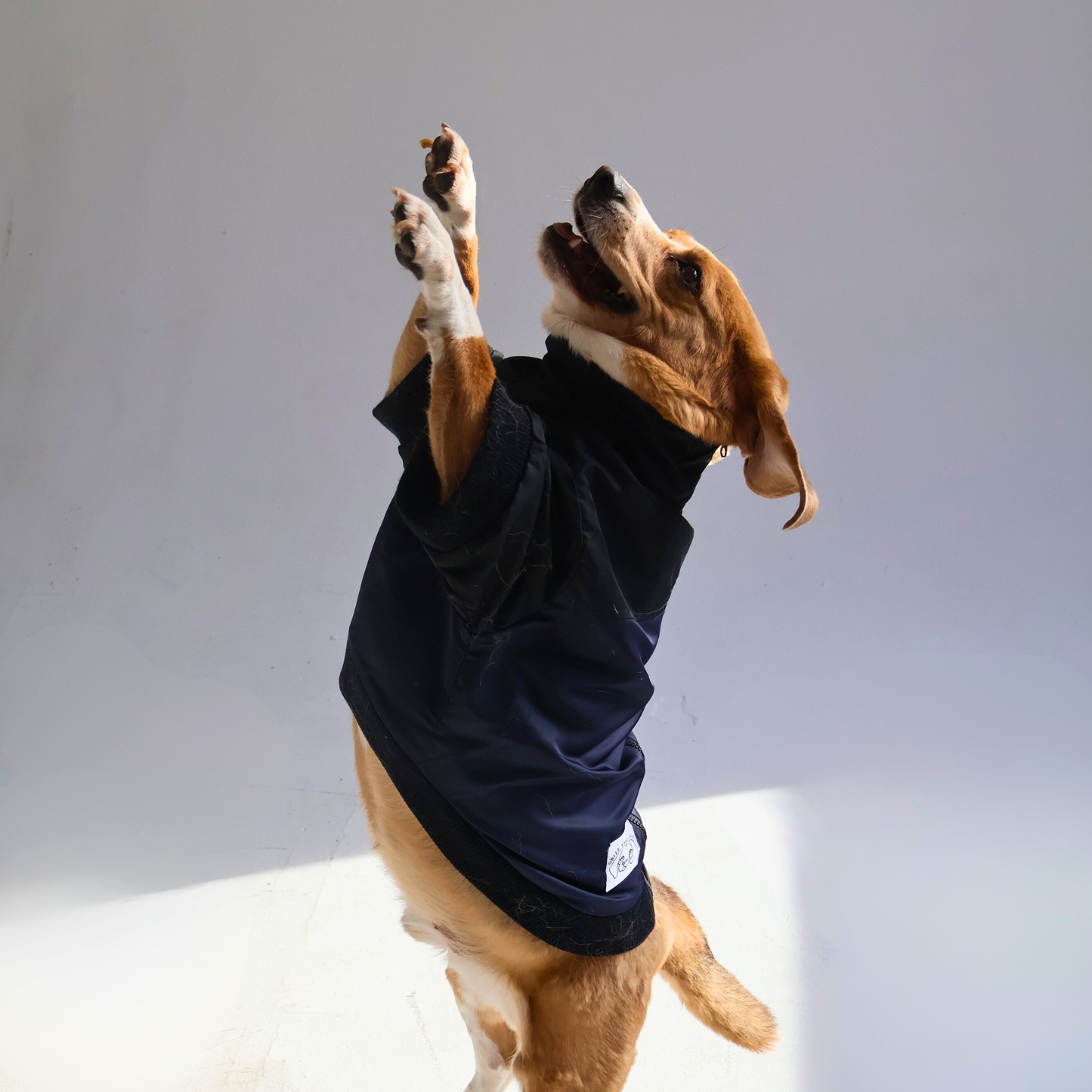 The Beagle Face Zip Up