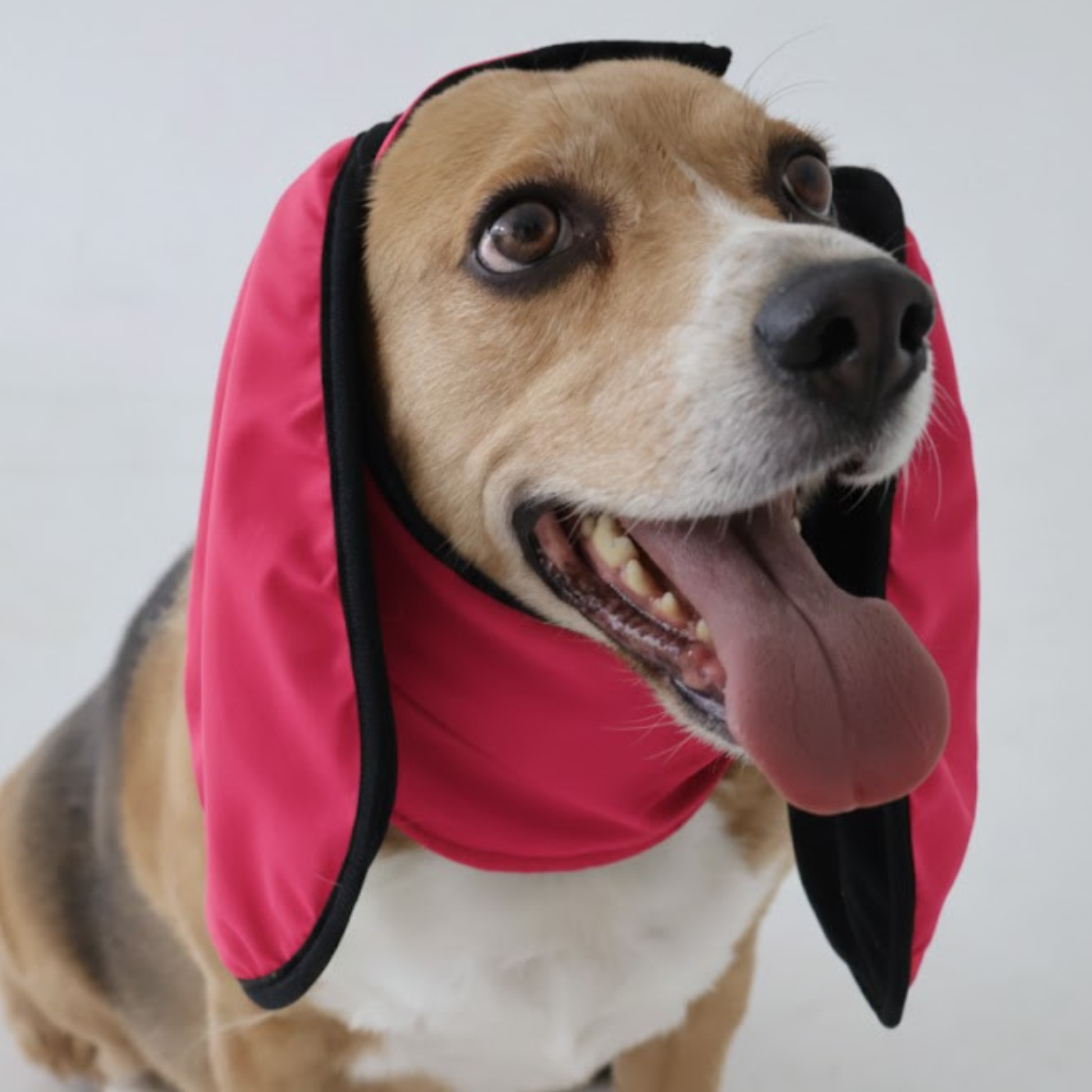 Dog wearing pink Rosy Trail ear muffs on a plain background