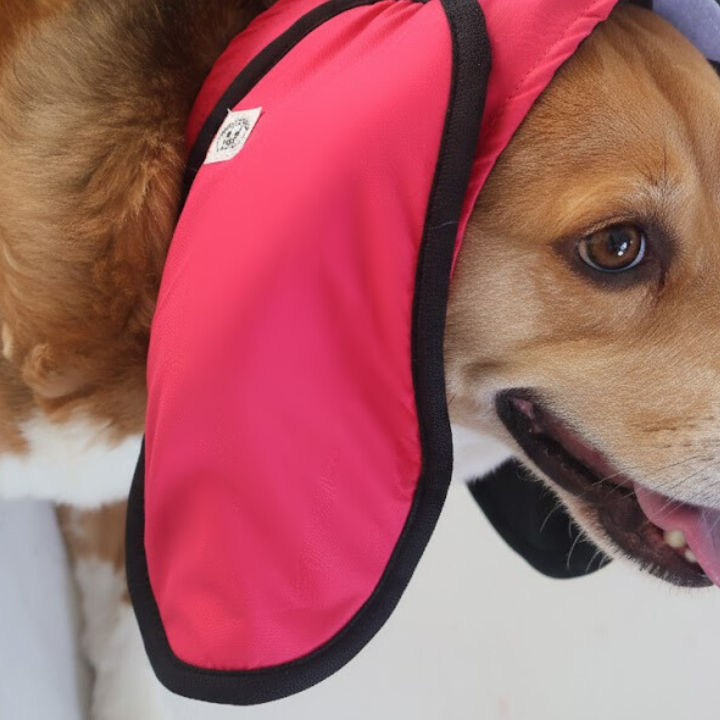 Dog wearing pink Rosy Trail ear muffs on a plain background
