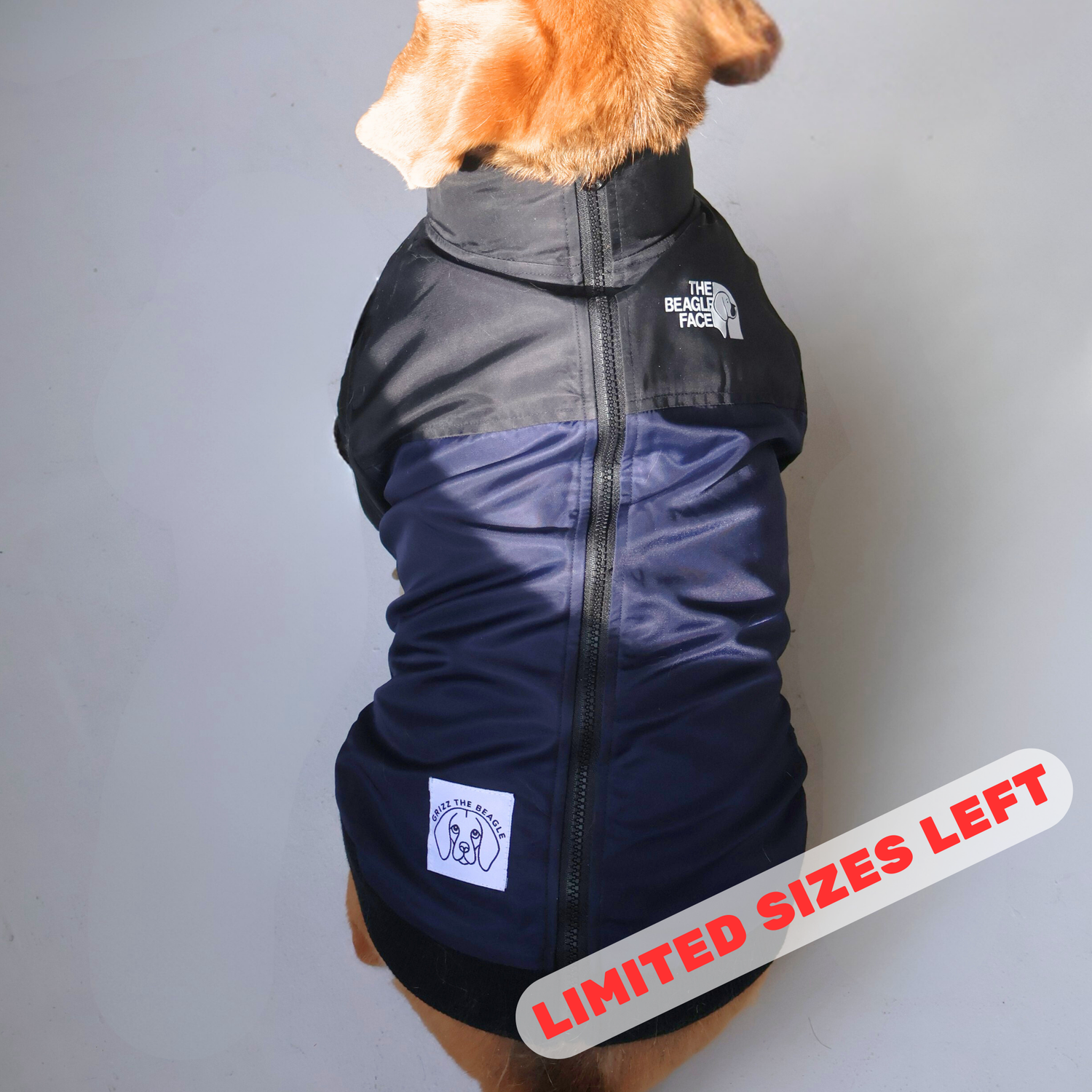 Dog wearing a black and blue Beagle Face vest on a gray background