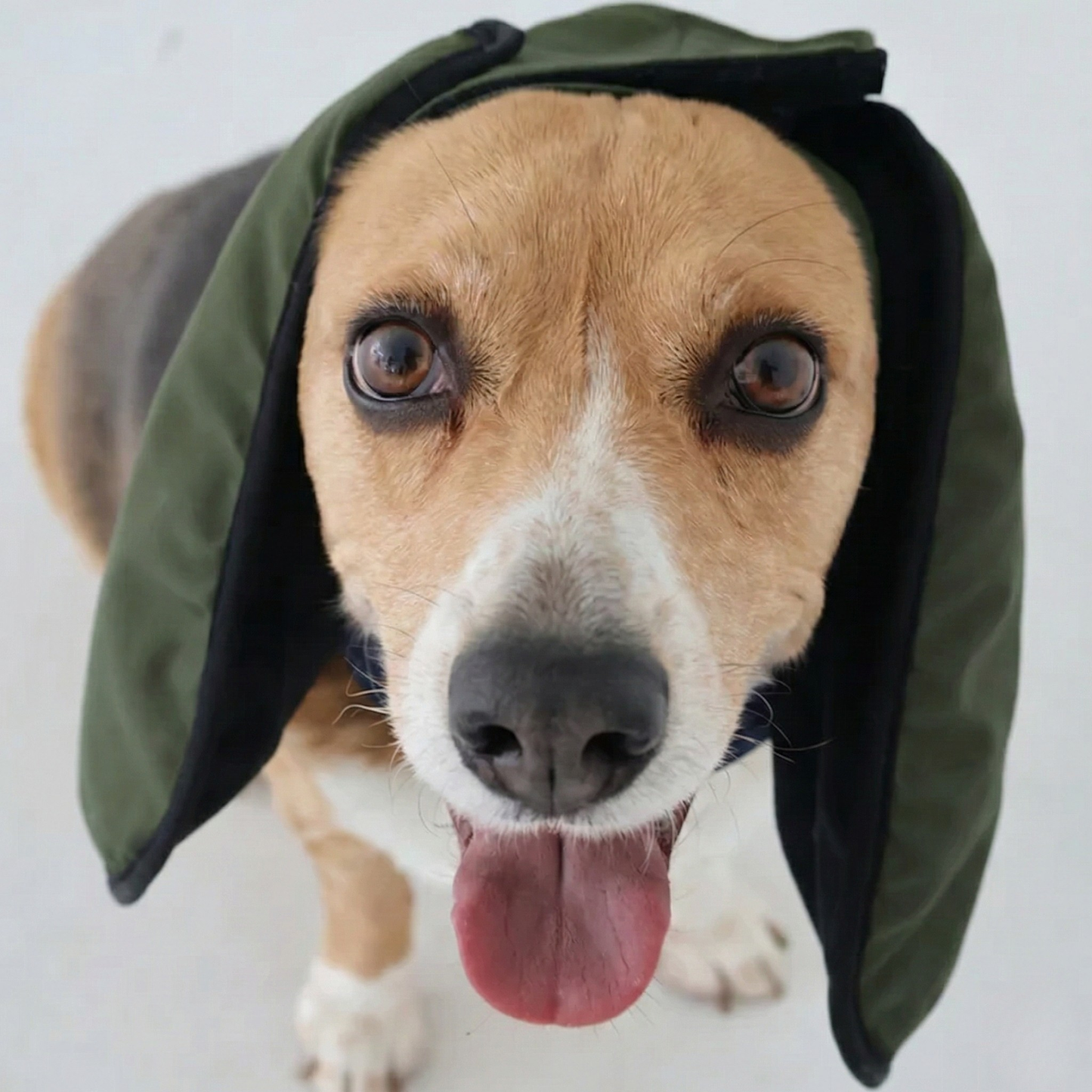 Dog wearing forest green ear muffs on a plain background