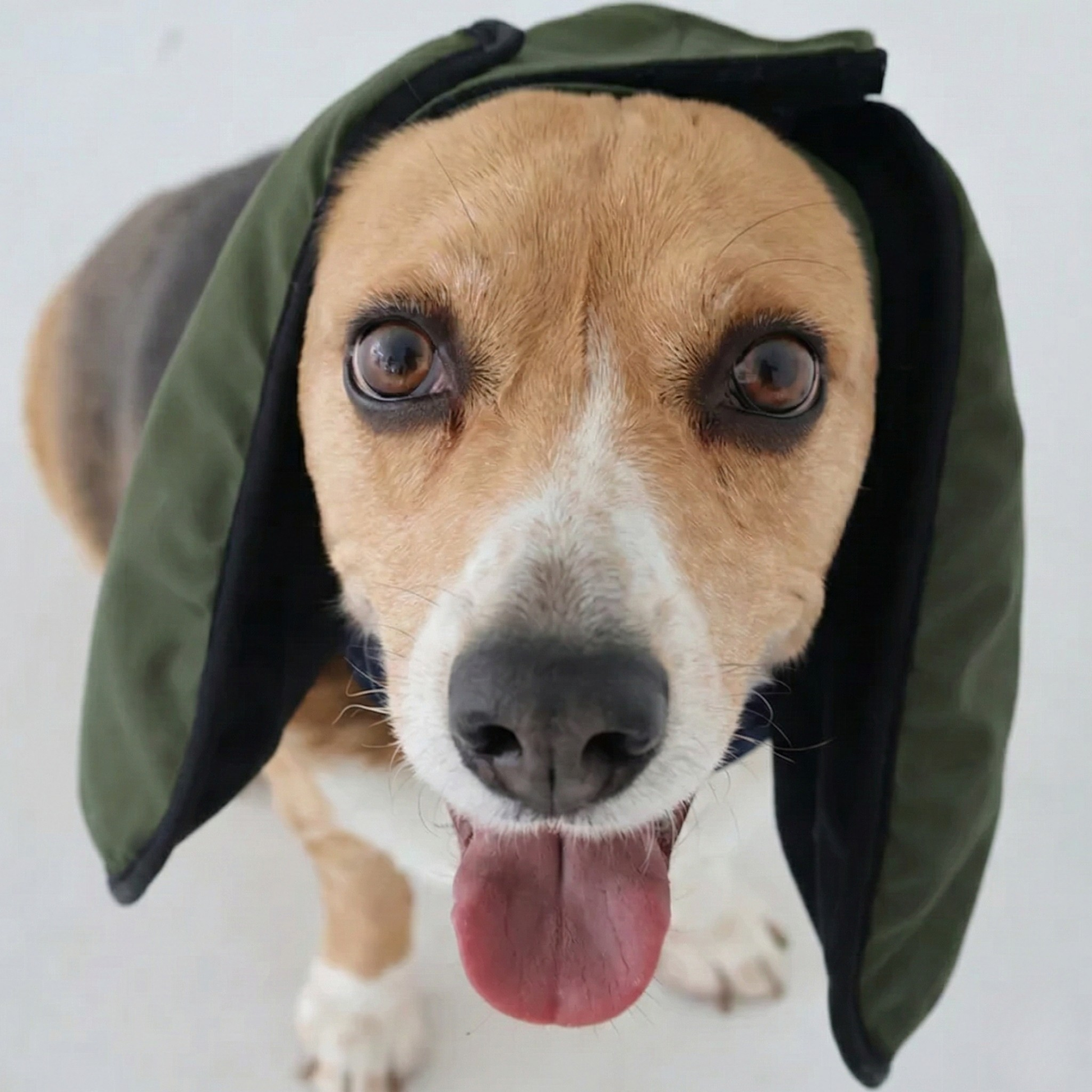 Dog wearing forest green ear muffs on a plain background