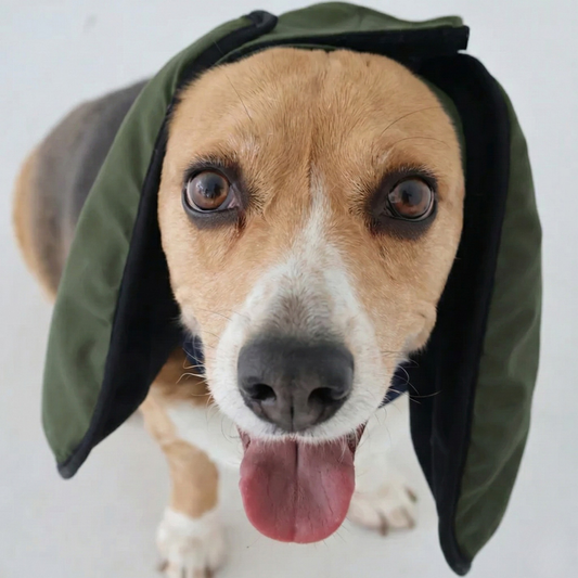 Dog wearing forest green ear muffs on a plain background