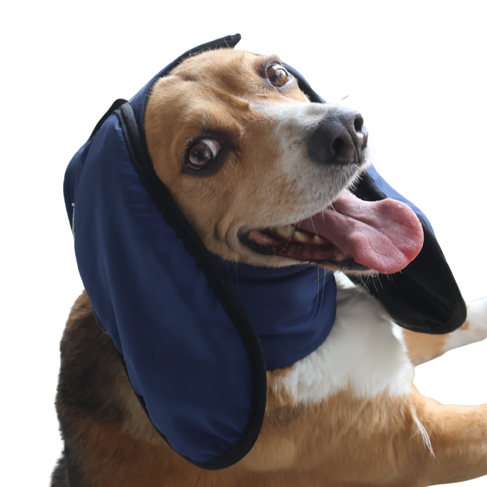 Dog wearing midnight howl navy ear muffs on a plain background