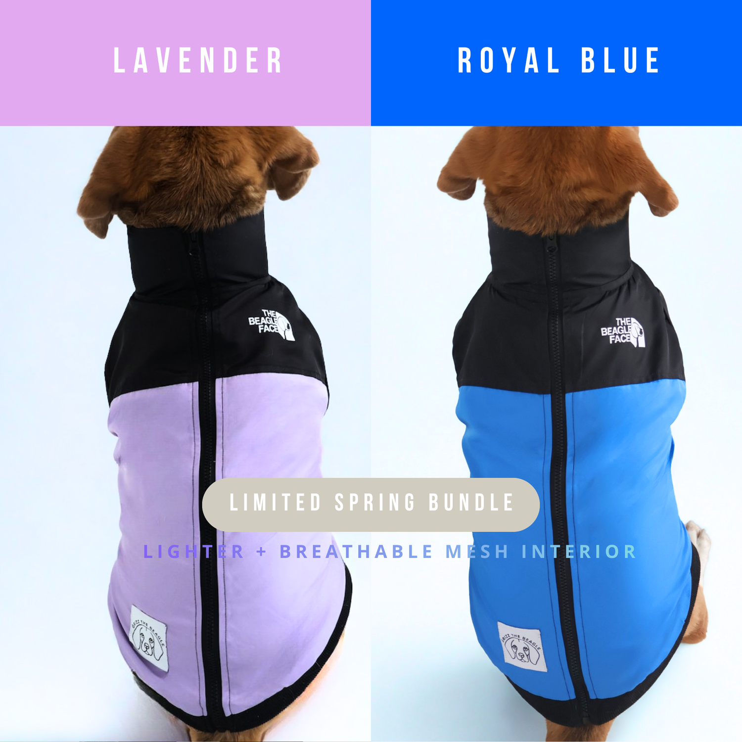 Two dog jackets, one lavender and one royal blue, with 'The Beagle Face' branding.