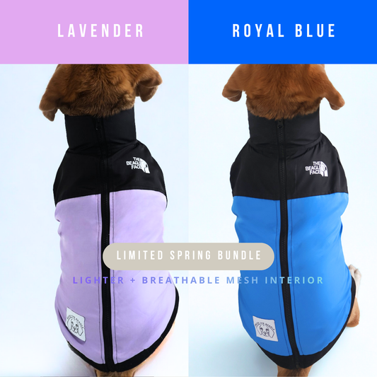 Two dog jackets, one lavender and one royal blue, with 'The Beagle Face' branding.