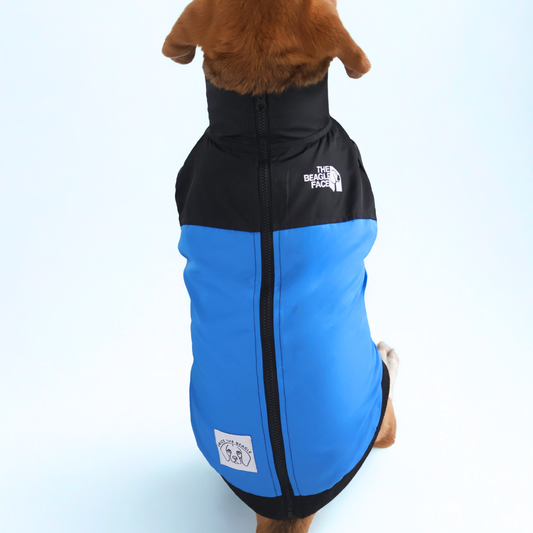 Dog wearing a blue and black coat with The Beagle Face logo on a white background